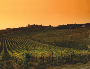 Sunset over the Chianti winyard in Tuscany