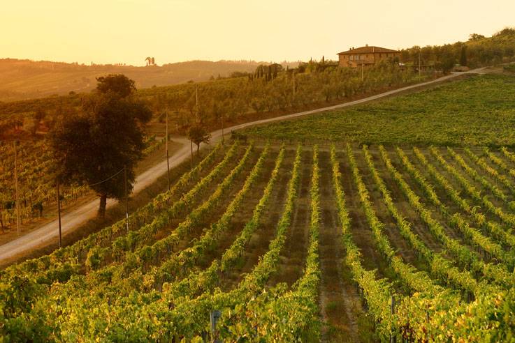 Tuscan vineyards at sunset